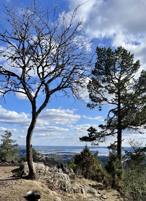 Trees and Oslo city view from the Vettakollen trail, Nordmarka